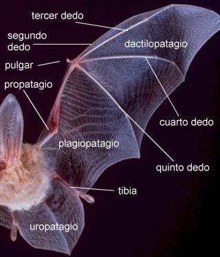 Curiosidades de la Naturaleza : el cerebro de los murciélagos