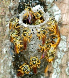Aparecen en Brasil las primeras abejas “soldado”