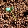 Sin brotes verdes hasta 2013