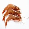 Aparecen gambas mutantes en el Golfo de Méjico