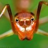  Curiosidades de la Naturaleza: Lobas con piel de hormiga 