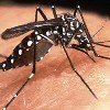 Contra el dengue : fábrica de mosquitos