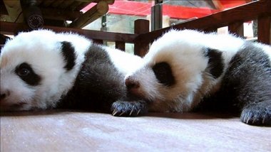 Las crías de osos panda ya cumplen dos años