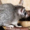 Curiosidades de la naturaleza : un ratón fácil de pelar