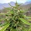 Detenido por cultivar marihuana