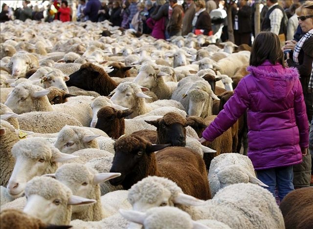 Un paseo ovino por las calles de Madrid
