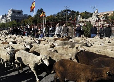 Un paseo ovino por las calles de Madrid