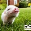 “ Guardianes de la Red ”: contra el maltrato animal