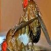 Curiosidades de la naturaleza : vencedores y vencidos en la copula