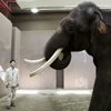 Curiosidades de la Naturaleza: Animales que “hablan humano”