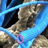 Curiosidades de la Naturaleza : Un Mundo de Avatar en miniatura