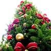 Árboles de Navidad solidarios para evitar la tala incontrolada