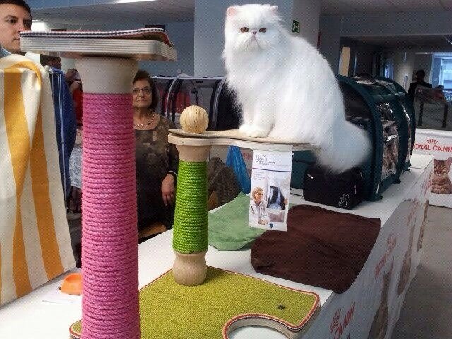 Fin de semana gatuno en Madrid