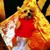 Miley Cyrus apenada por su reciente pérdida