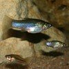 Curiosidades de la Naturaleza : Atracción femenina por los gays en peces