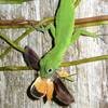 Curiosidades de la Naturaleza: Inteligencia Animal