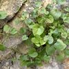 Curiosidades de la Naturaleza : Planta relicta sobrevive a través de los siglos gracias a las hormigas