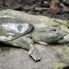 Curiosidades de la naturaleza: orinan por la boca