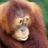 Curiosidades de la naturaleza: Más conductas humanas en primates