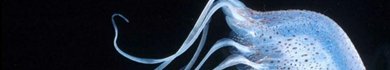 Medusas inmortales e invasoras