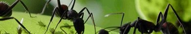 Curiosidades de la naturaleza: formas alternativas de comunicación
