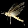 Curiosidades de la naturaleza : Ligeras pero resistentes