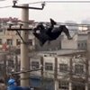 Aparece un chino borracho en un tendido eléctrico