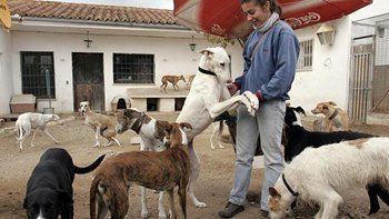Alarmante incremento de abandono de mascotas en Ávila