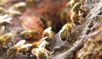 Adiestran abejas para detectar minas