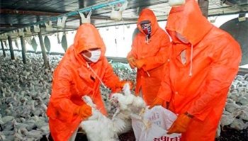 Japón prohibe los productos avicolas catalanes