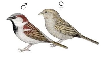 Curiosidades de la Naturaleza: cuestión  de plumas