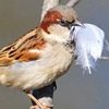 Curiosidades de la Naturaleza: cuestión  de plumas