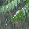 Curiosidades de la Naturaleza : Selva y lluvia