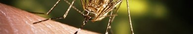 Curiosidades de la naturaleza: verano e insectos