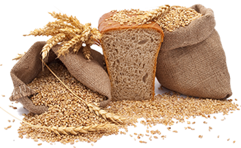 Desarrollan un nuevo trigo más productivo