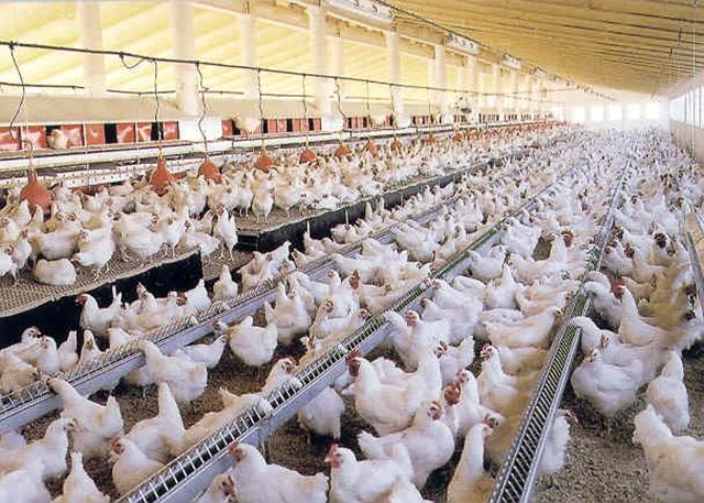 Japón prohibe los productos avicolas catalanes