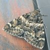 Madrid 'plagado' de mariposas