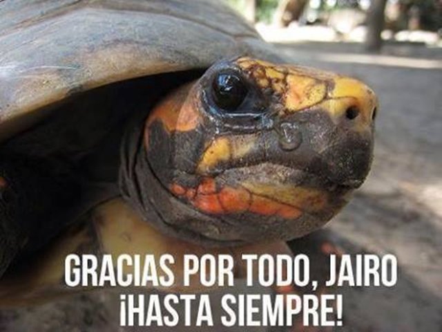 Los huevos de tortuga o tu vida