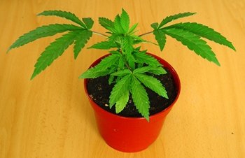 La marihuana recreativa es aprobada en Colorado  