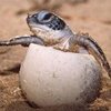 Los huevos de tortuga o tu vida
