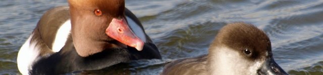 Curiosidades de la naturaleza: Animales “acomplejados”