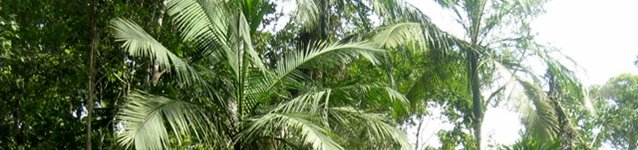 Curiosidades de la naturaleza: una dinámica rota