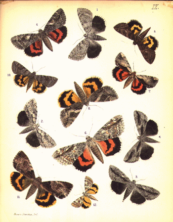 Madrid 'plagado' de mariposas