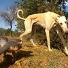 Polémica reforma de la ley de caza balear