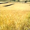 Crece la cosecha del cereal con menor extensión cultivada
