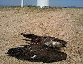 'Morcuera'  muere por un aerogenerador