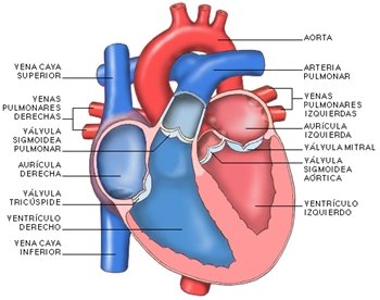 Reconstruyen un corazón a partir del de un ratón