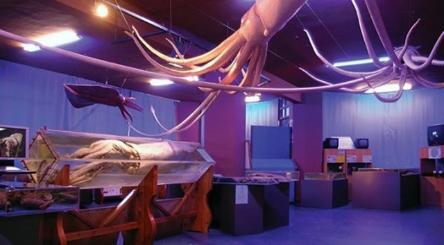 Hallado muerto un calamar gigante de 80 kg en Villaviciosa