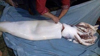 Hallado muerto un calamar gigante de 80 kg en Villaviciosa
