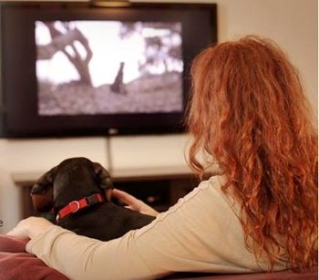 DogTV , un canal sólo para perros